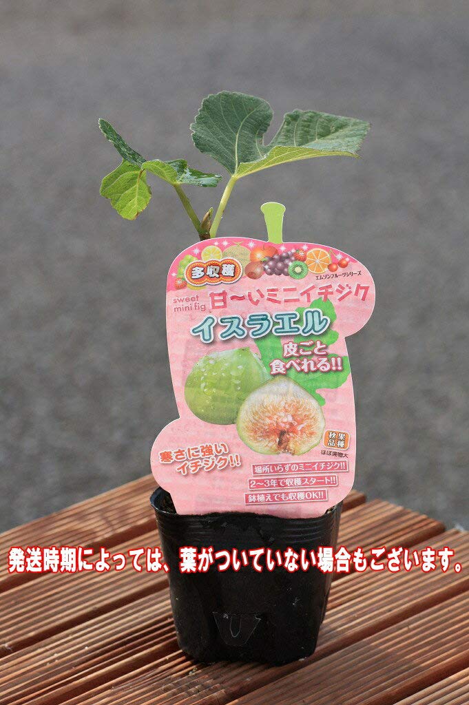 Amazon.co.jp: ミニイチジク イスラエル 9cmポット苗 : DIY・工具